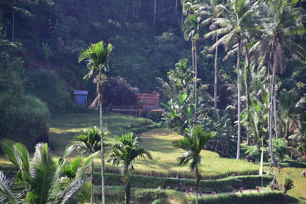 A traditional Balinese temple framed by palm trees