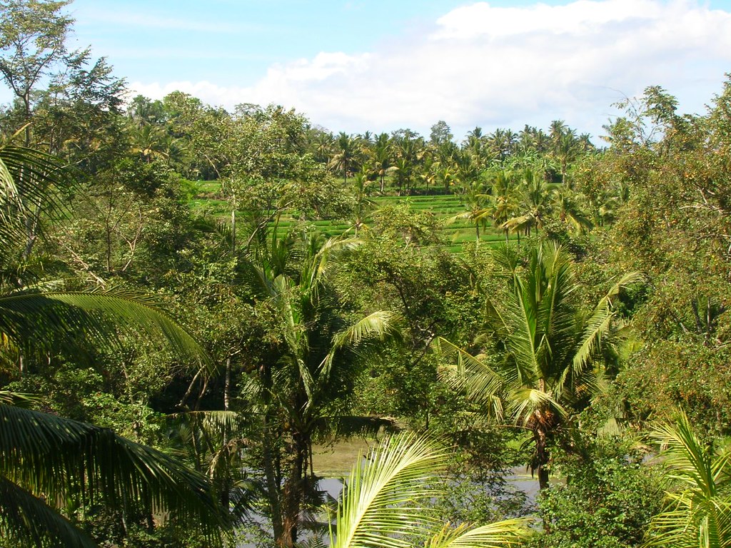 Lush tropical greenery typical of a Southeast Asian island escape