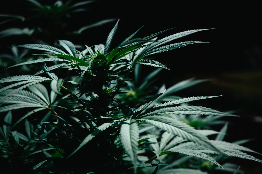 Close-up of a cannabis plant's leaves