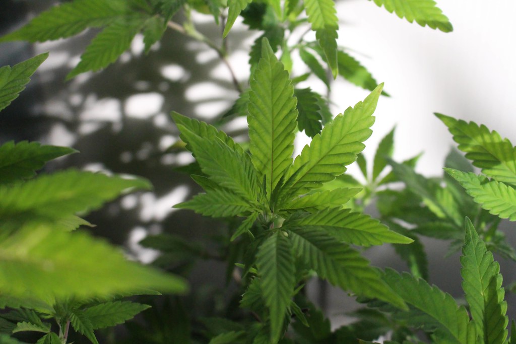 Is Weed Legal in Phuket in 2026? Cannabis Rules, Dispensaries & What Changed